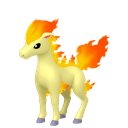 Ponyta
