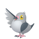 Poichigeon