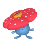 Rafflesia